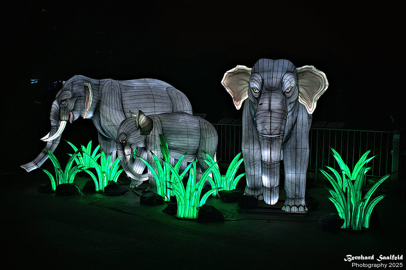Bernhard Saalfeld - ChinaLightKoelnerZoo2025 (2v9)